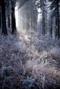Winter forest with beautiful light Royalty Free Stock Photo