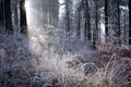 Winter forest with beautiful light Royalty Free Stock Photo