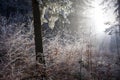 Winter forest with beautiful light Royalty Free Stock Photo