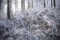 Winter forest with beautiful light Royalty Free Stock Photo