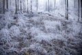 Winter forest with beautiful light Royalty Free Stock Photo