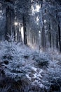 Winter forest with beautiful light Royalty Free Stock Photo
