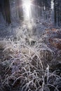 Winter forest with beautiful light Royalty Free Stock Photo