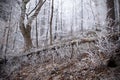 Winter forest with beautiful light Royalty Free Stock Photo