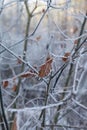 Winter forest in Belarus, Eastern Europe