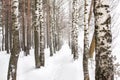 Winter forest, birch grove and snow. Alley among birches, blizzard Royalty Free Stock Photo