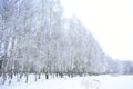 Winter forest birch grove, on the trees fluffy outfit. The forest is covered with shaggy frost. Snow forest, trees in the frost Royalty Free Stock Photo