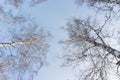 Winter forest, birches in winter against the sky, view from the bottom up Royalty Free Stock Photo