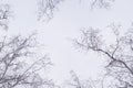 Winter forest, birches in winter against the sky, view from the bottom up Royalty Free Stock Photo