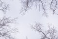 Winter forest, birches in winter against the sky, view from the bottom up Royalty Free Stock Photo