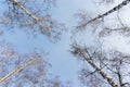 Winter forest, birches in winter against the sky, view from the bottom up Royalty Free Stock Photo
