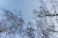 Winter forest, birches in winter against the sky, view from the bottom up Royalty Free Stock Photo