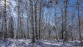 Winter forest. Birches and firs in snowdrifts Royalty Free Stock Photo