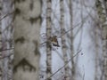 Winter forest!Birds pecking berries!