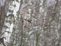 Winter forest!Birds pecking berries!