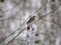 Winter forest!Birds pecking berries!