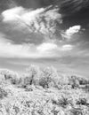 Winter forest. Black and white photo Royalty Free Stock Photo