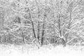 Winter snow trees forest black white Royalty Free Stock Photo