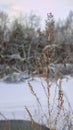 Winter forest with blue sky.