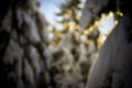Winter forest. Blurry. Out of focus