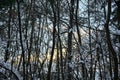 Winter forest with branches and trees under the snow Royalty Free Stock Photo