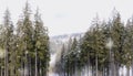 Spruce forest in the Carpathian Mountains. Winter holidays in the mountains Royalty Free Stock Photo