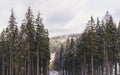 Spruce forest in the Carpathian Mountains. Winter Holidays in the Carpathian Mountains, Ukraine Royalty Free Stock Photo