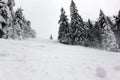 Winter forest in the Carpathian