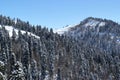 Winter forest in Caucasus mountains resort Rosa Khutor, Sochi Russi