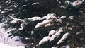 Winter forest. close-up. Snowy pine trees, snow covered branches. pine trees of winter wood Royalty Free Stock Photo