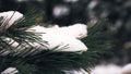 Winter forest. close-up. Snowy pine trees, snow covered branches. pine trees of winter wood Royalty Free Stock Photo