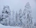 Winter Forest clouds Landscape aerial view trees background Travel serene scenery