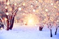 Winter Forest With Colorful Snowflakes. Snow Covered Trees With Christmas Lights. Christmas Wonderland Background. Beautiful New