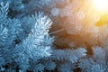 Winter forest with coniferous trees, with young pines in the snow in the winter time sunny day. Winter and christmas concept Royalty Free Stock Photo