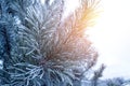 Winter forest with coniferous trees, with young pines in the snow in the winter time sunny day. Winter and christmas concept Royalty Free Stock Photo