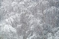 Winter forest covered with clean white snow with birch tree with snowy branches Royalty Free Stock Photo