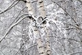 Winter forest covered with clean white snow with birch tree with snowy branches Royalty Free Stock Photo