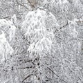 Winter forest covered with clean white snow with birch tree with snowy branches on the front Royalty Free Stock Photo