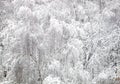 Winter forest covered with clean white snow with birch tree with snowy branches on the front Royalty Free Stock Photo