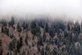 Winter forest covered with fog on a mountainside Royalty Free Stock Photo