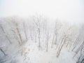 Winter forest is covered with fresh snow and hoarfrost Royalty Free Stock Photo