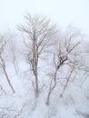 Winter forest is covered with fresh snow and hoarfrost Royalty Free Stock Photo