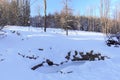 The winter forest is covered with fresh snow. The mountains and hills are completely white. Snow is falling, the sky is gray, Royalty Free Stock Photo