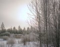 Winter forest covered with frost