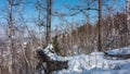 The winter forest is covered with snow. Bare branches and trunks of birch trees Royalty Free Stock Photo