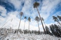 Winter forest covered in snow Royalty Free Stock Photo