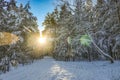 Winter forest covered with snow and low sun with bright rays Royalty Free Stock Photo