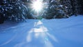 Winter forest covered with snow. The sun`s rays penetrate the trees.