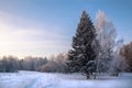 Winter forest covered with snow in sunny day, two trees on foreground Royalty Free Stock Photo