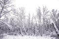 Winter forest covered with white fluffy snow Royalty Free Stock Photo